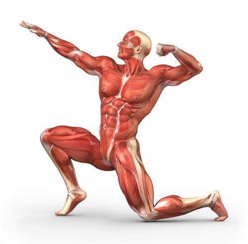 An Animated Guide to the Human Body : The Muscle Edition | Advanced Genetics